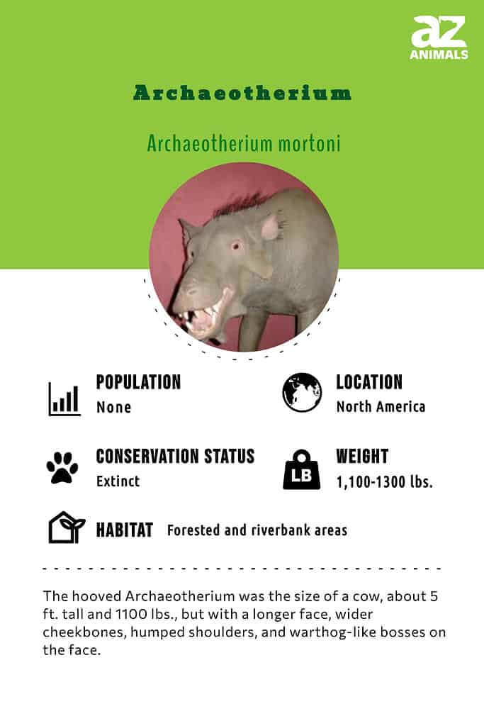 prehistoric predators archaeotherium