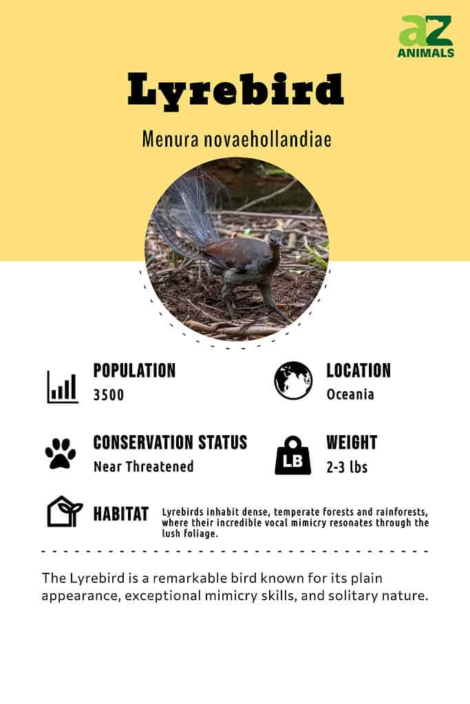 Lyrebirds  NSW Environment and Heritage