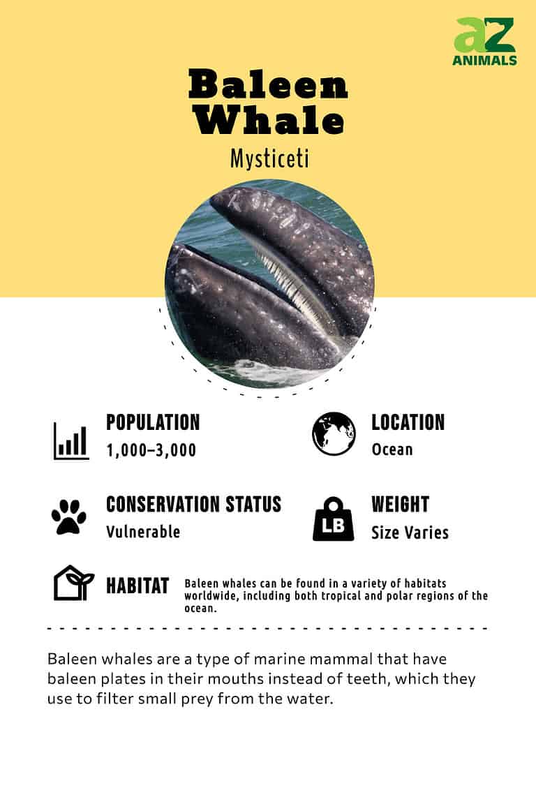 Baleen Whale Animal Facts - Mysticeti - A-Z Animals