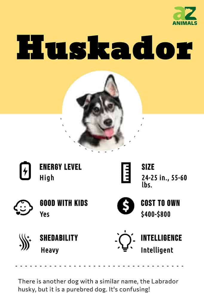 Huskador best sale for sale