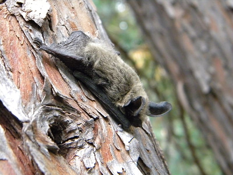 Long-eared bat roosting on a tree.