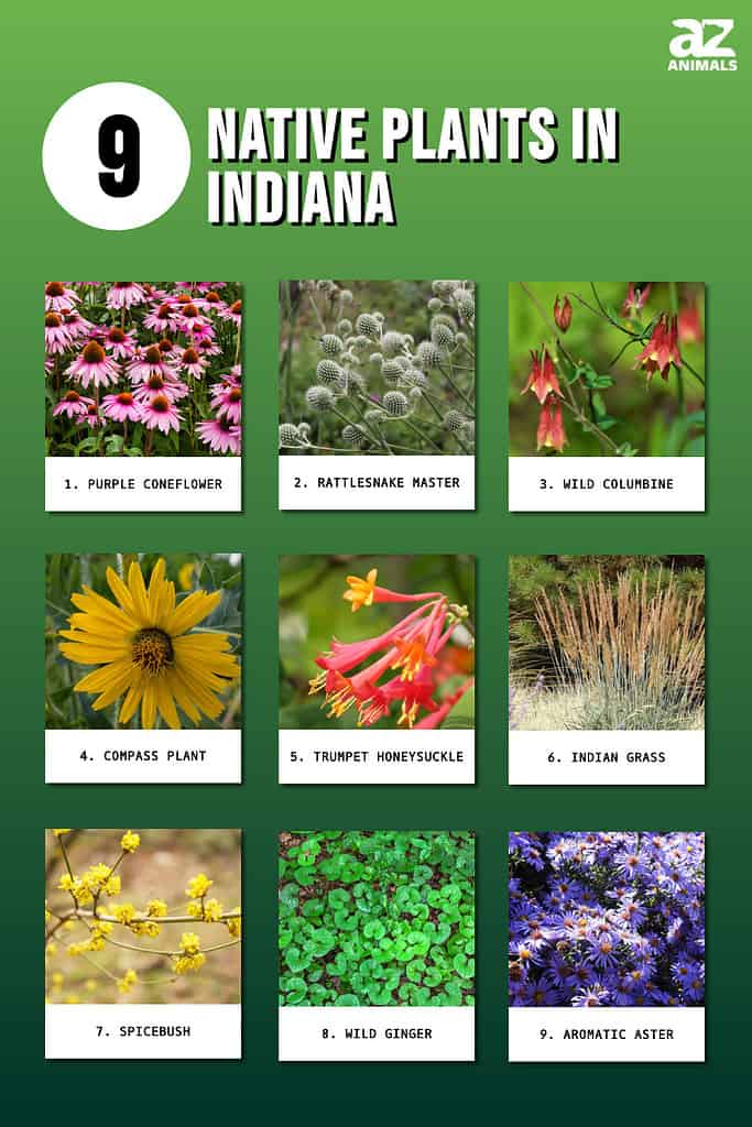 Infographic of 9 Native Plants in Indiana