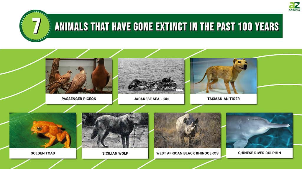 list of extinct species in the world
