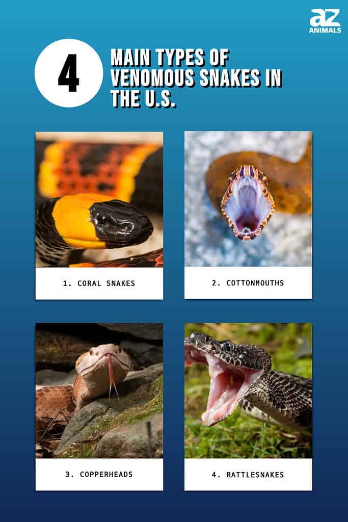 Infographic of the Main Types of Venomous Snakes in the U.S.