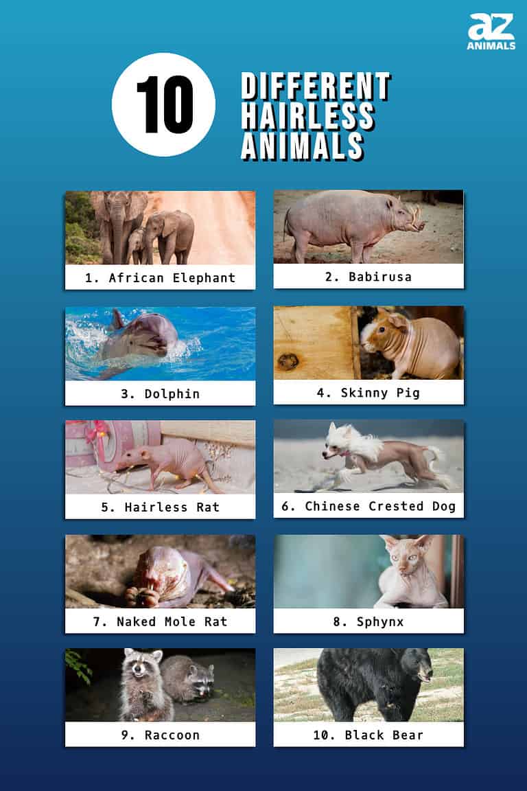 10 Different Hairless Animals - A-Z Animals