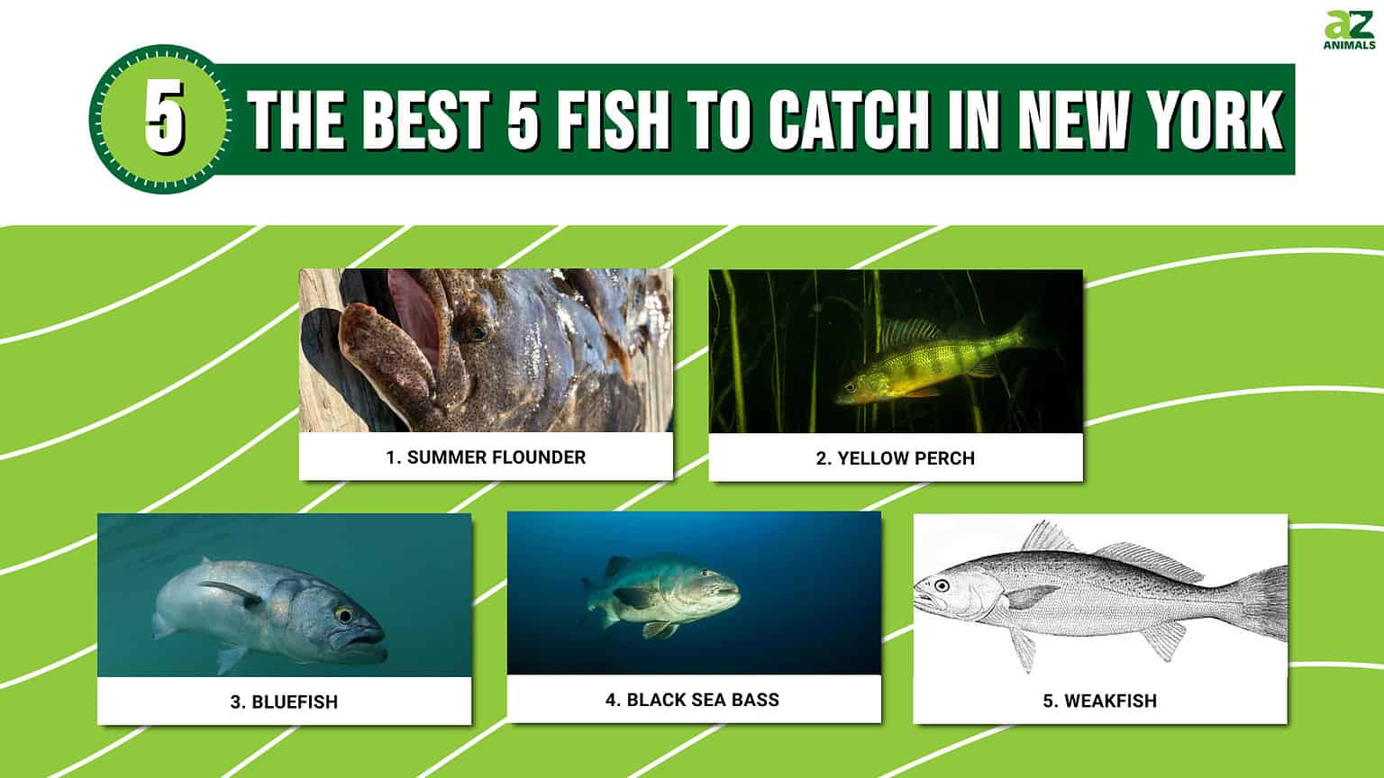 The Best 5 Fish To Catch In New York This Summer AZ Animals