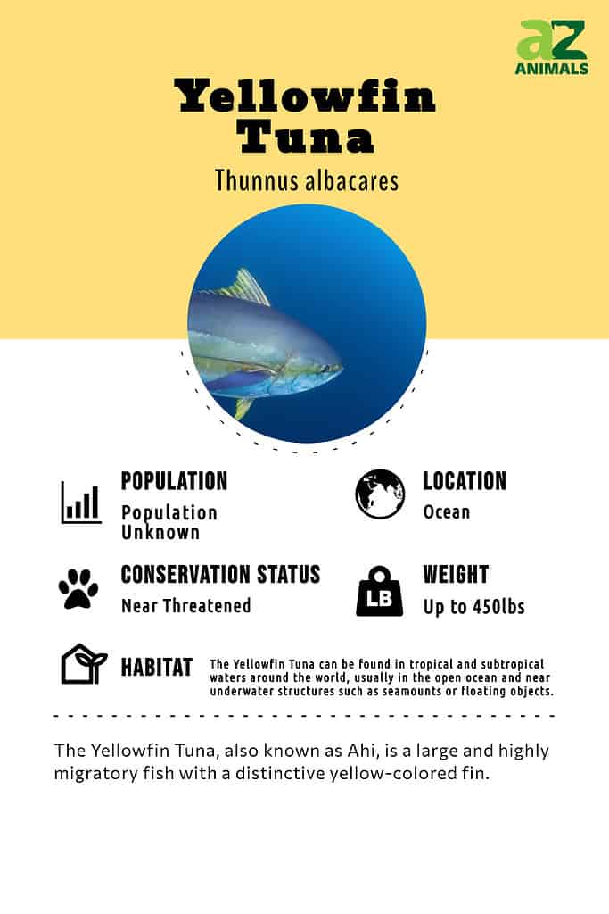 The Yellowfin Tuna, also known as Ahi, is a large and highly migratory fish with a distinctive yellow-colored fin.