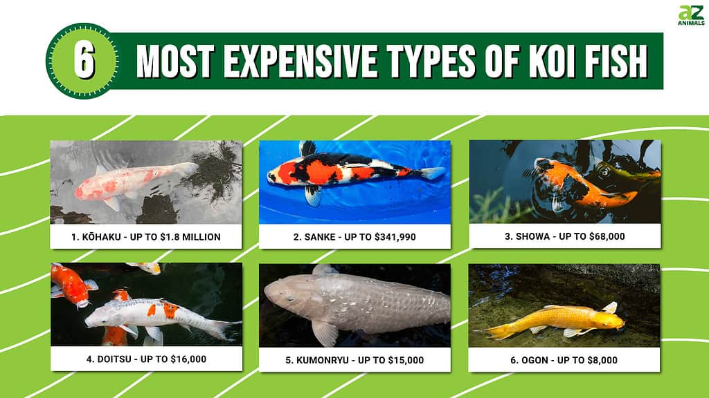 The 11 Most Popular Types Of Koi For Your Pond