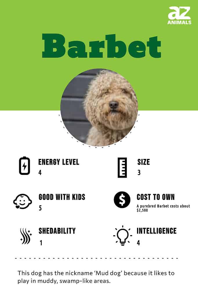 are barbets smart dogs