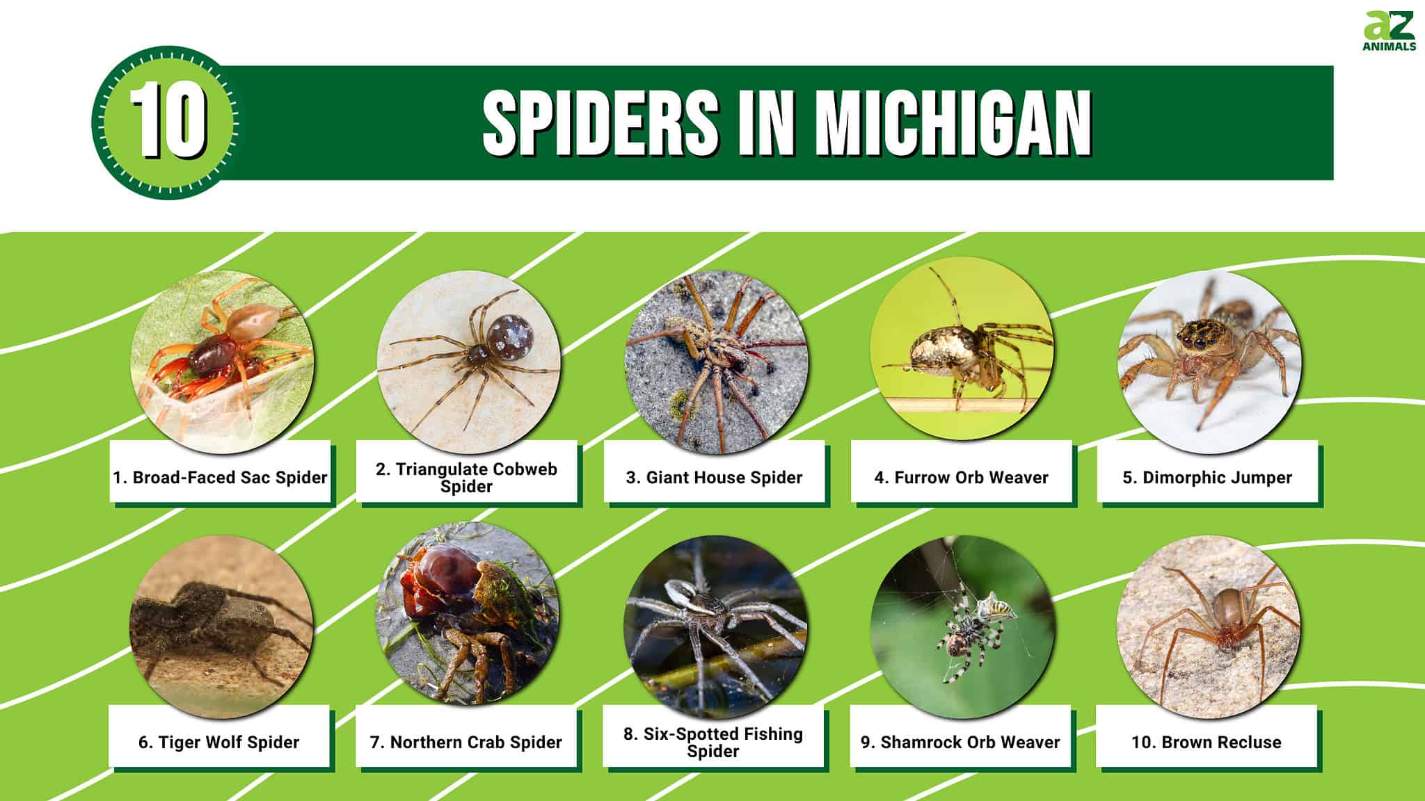 10 Spiders in Michigan - A-Z Animals