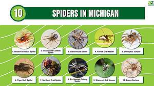 10 Spiders in Michigan - A-Z Animals