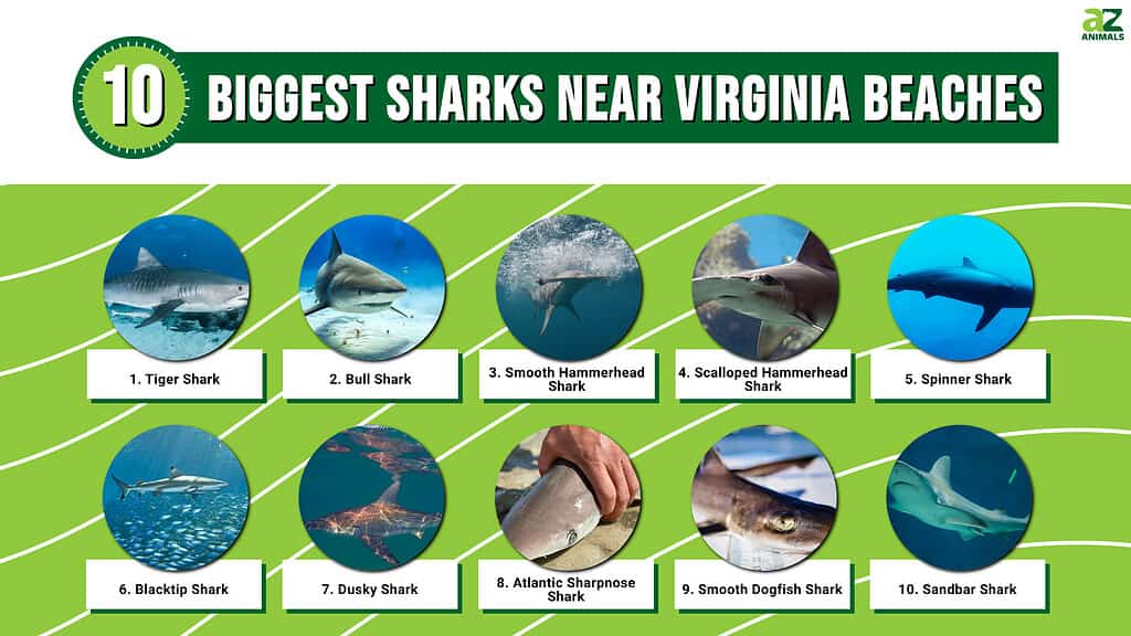 The 10 Biggest Sharks Near Virginia Beaches AZ Animals