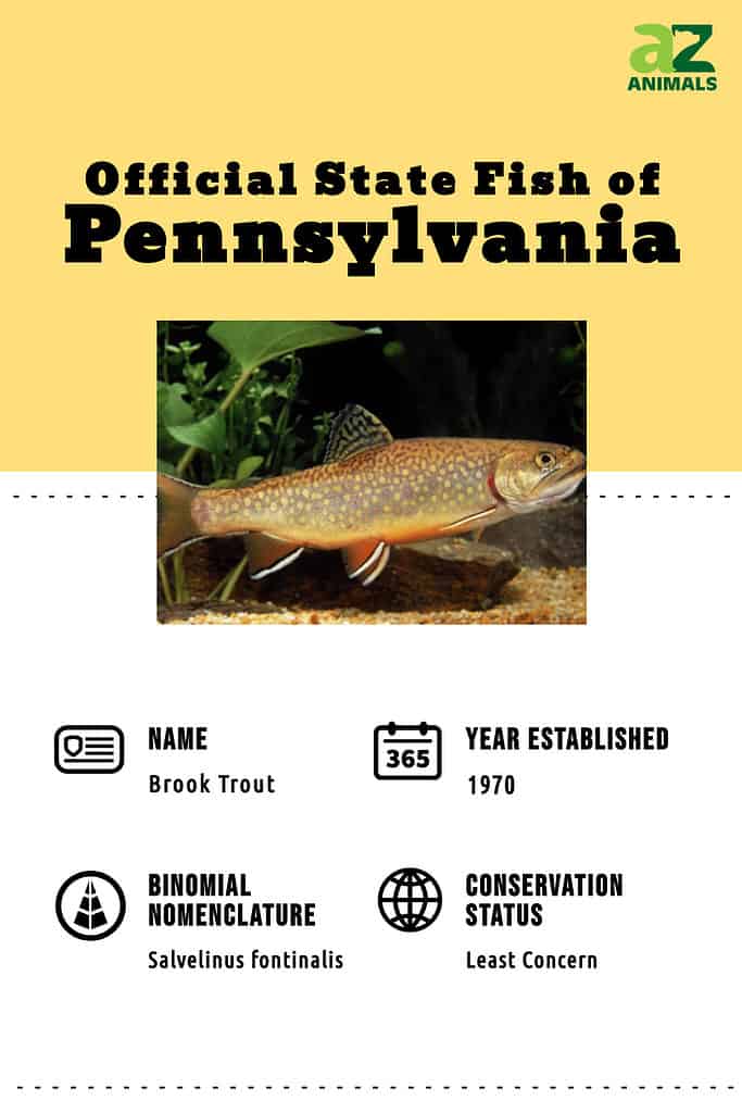 Discover the Official State Fish of Pennsylvania (And Where You Can ...