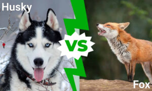 Husky vs. Fox: Which Animal Would Win a Fight? Picture