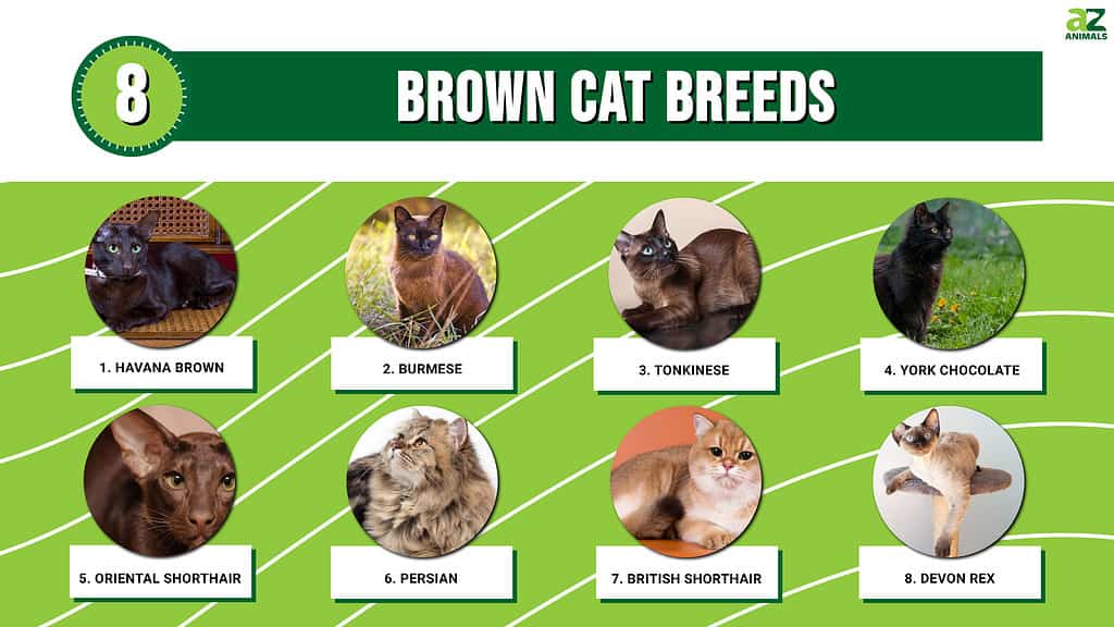 Brown Cat Breeds infographic