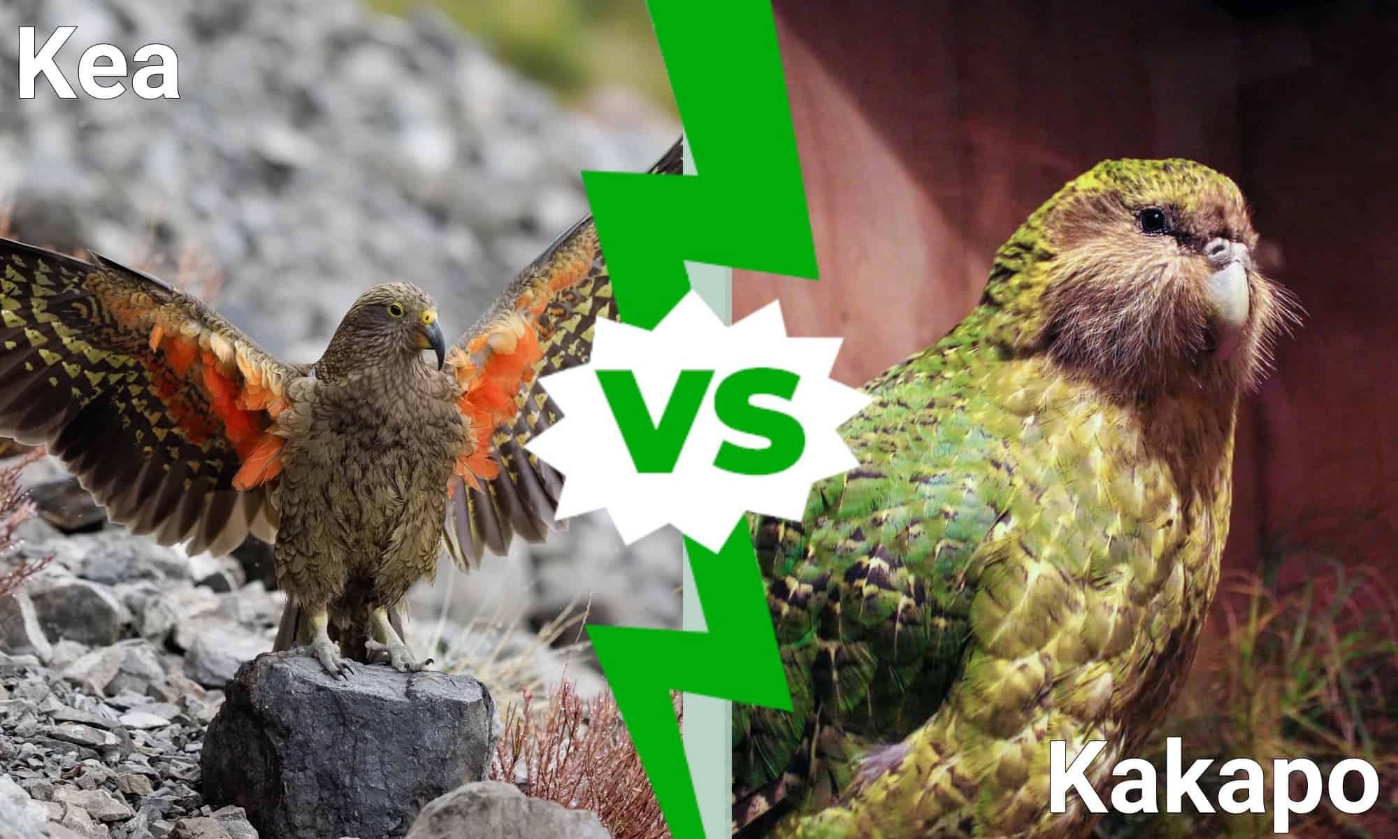 Kea Vs. Kakapo: What's the Difference?