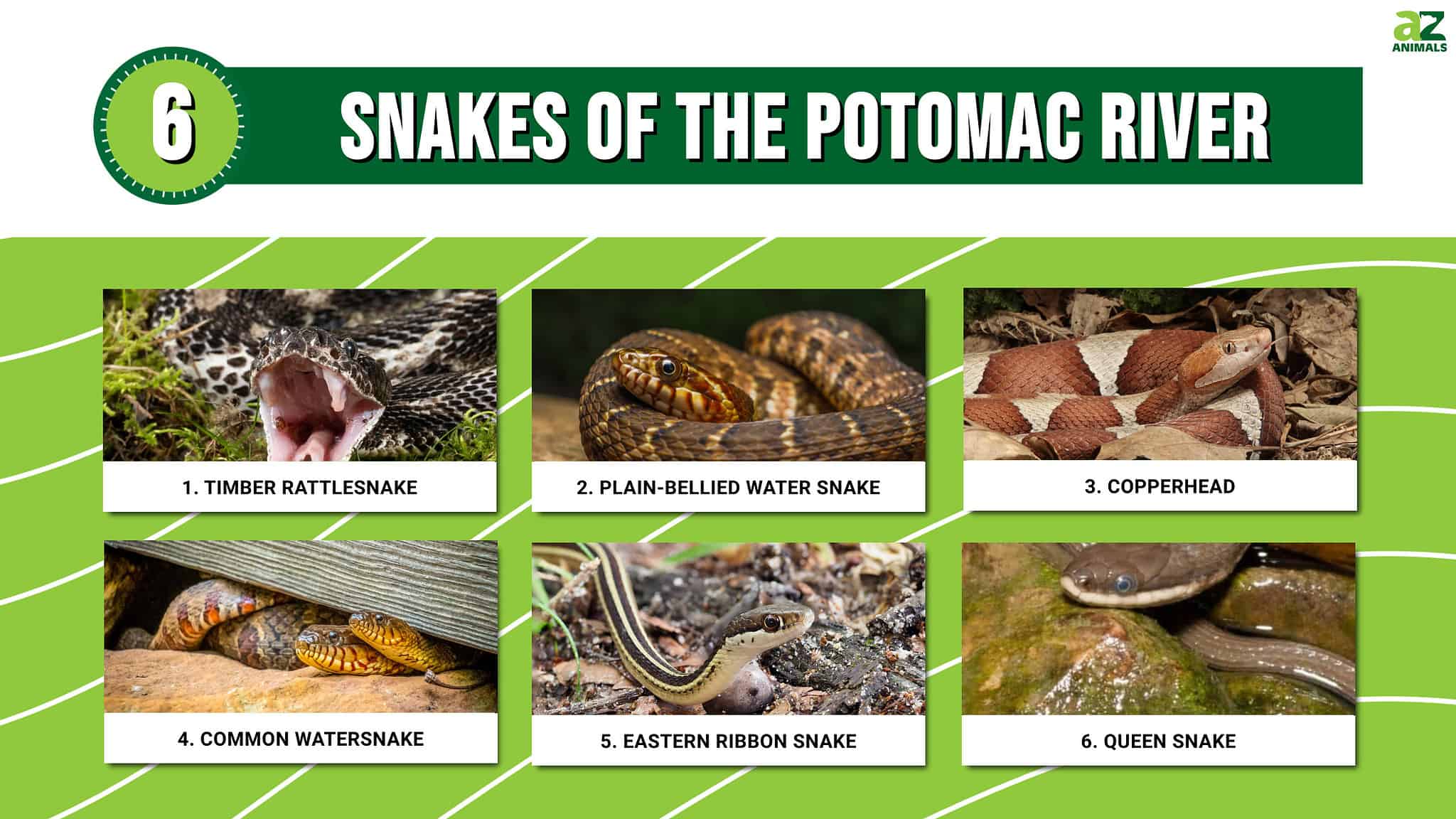 Meet 6 Snakes of the Potomac River - A-Z Animals