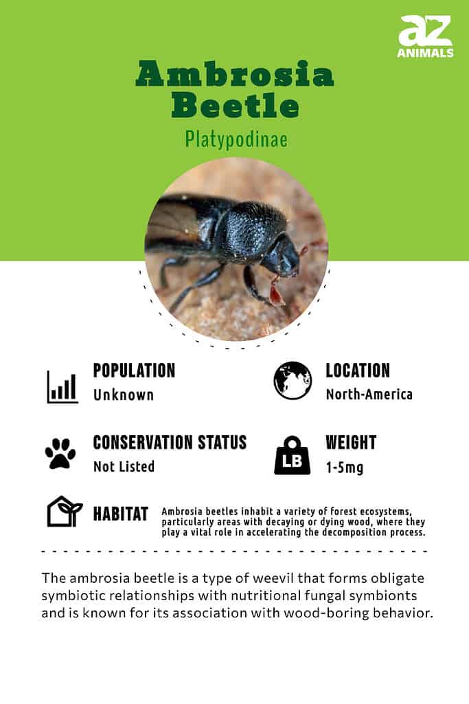 The ambrosia beetle is a type of weevil that forms obligate symbiotic relationships with nutritional fungal symbionts and is known for its association with wood-boring behavior.