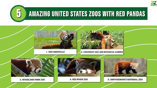 Discover 5 Amazing United States Zoos With Red Pandas - A-Z Animals