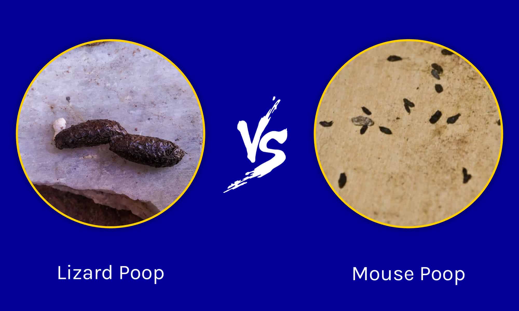 Lizard Poop vs Mouse Poop: How to Tell the Difference - A-Z Animals