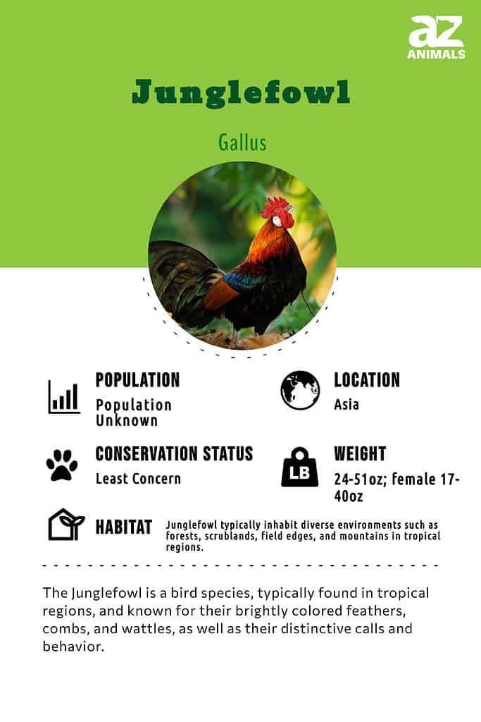 The Junglefowl is a bird species, typically found in tropical regions, and known for their brightly colored feathers, combs, and wattles, as well as their distinctive calls and behavior.