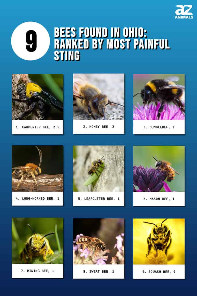 Discover 9 Bees Found In Ohio: Ranked By Most Painful Sting - A-Z Animals