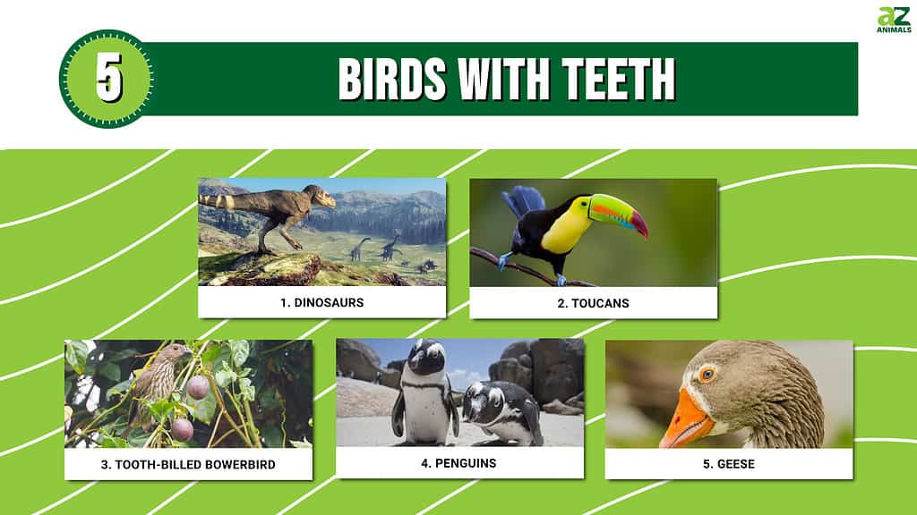 birds with teeth band