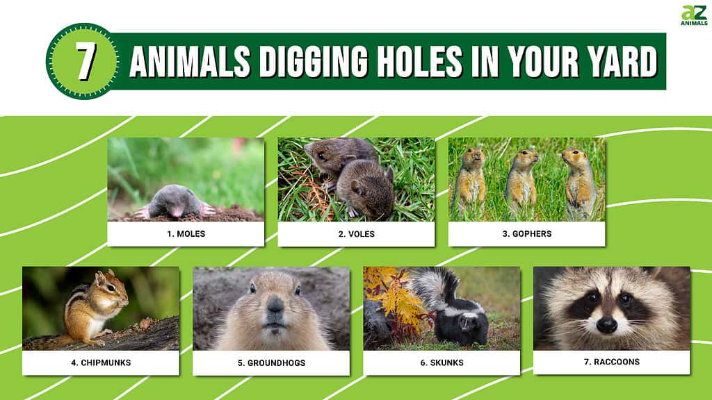 7 Animals Digging Holes In Your Yard With Pictures And How To Stop