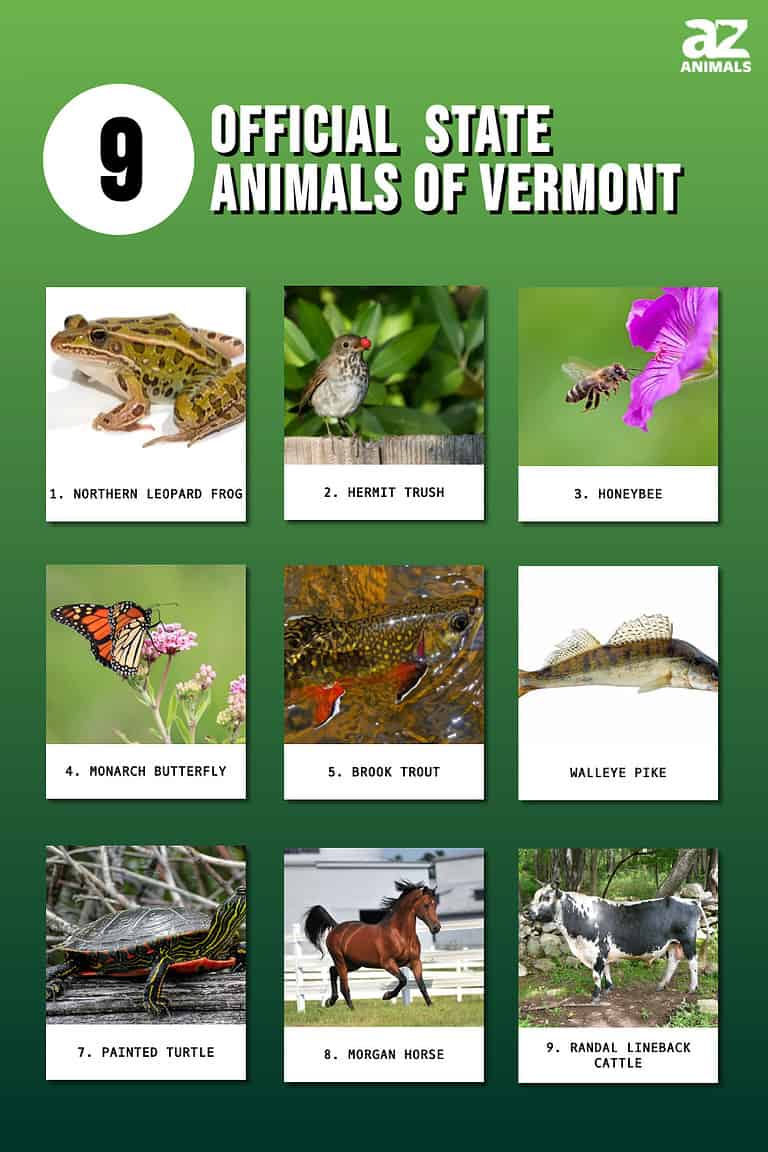 Discover the 9 Official State Animals of Vermont AZ Animals