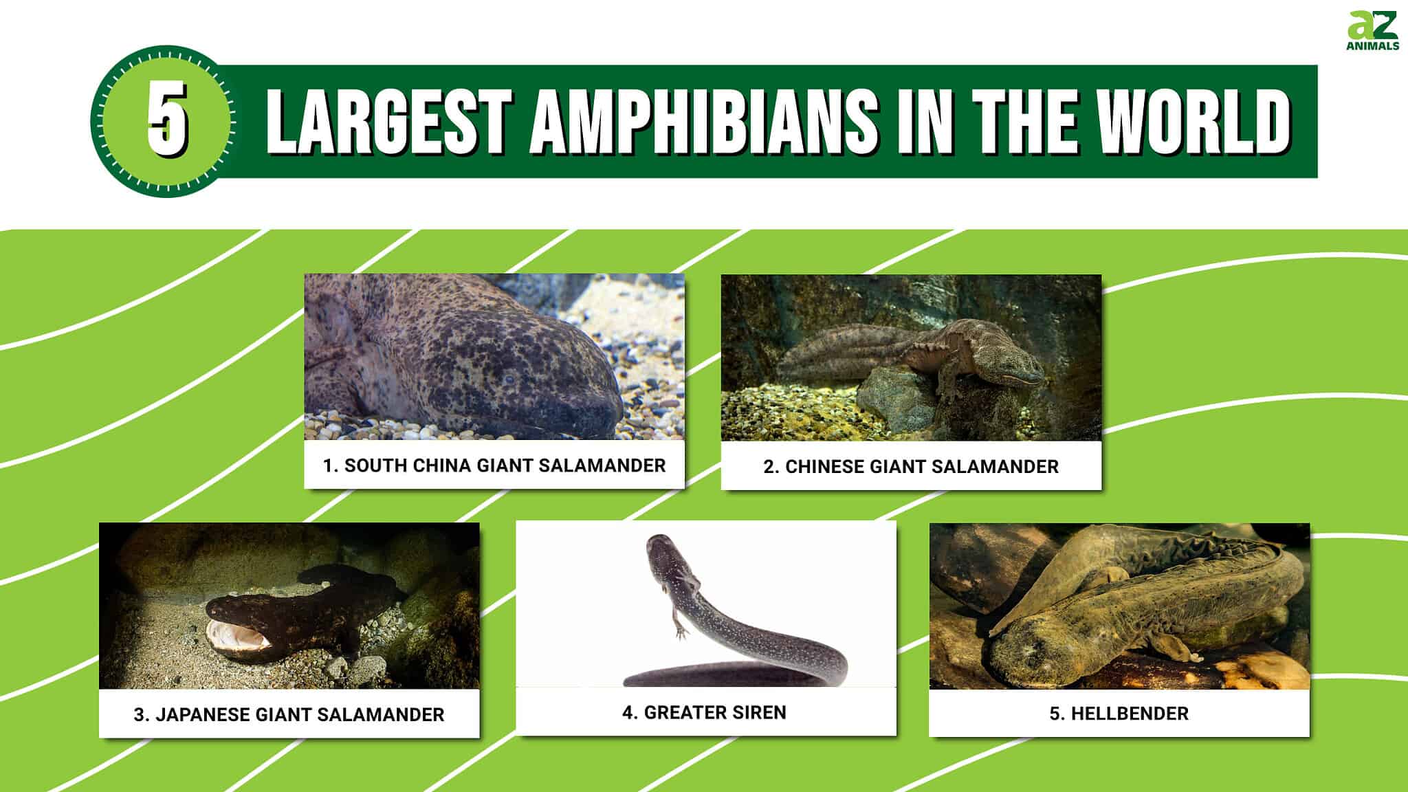 The 5 Largest Amphibians in the World - A-Z Animals