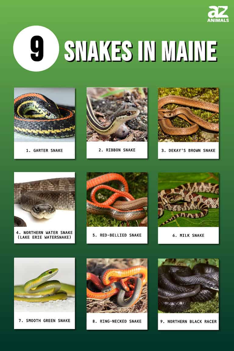 9 Snakes In Maine (With Identification Guides And Pictures) - A-Z Animals