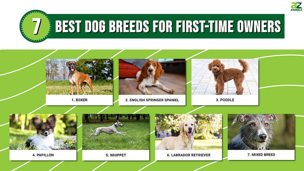 Infographic of Best Dog Breeds for First-Time Owners