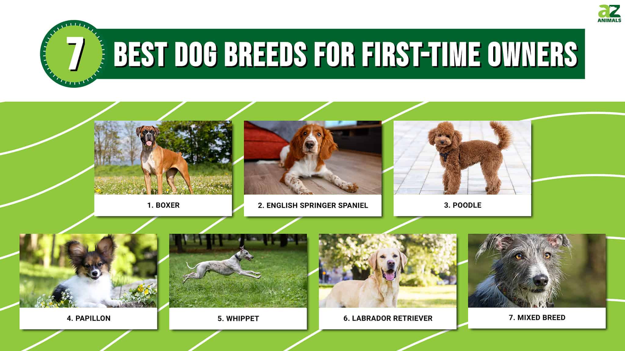 Best Dog Breeds for First-Time Owners - A-Z Animals