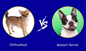 Cutest Dogs in the World: Chihuahua Vs. Boston Terrier Picture