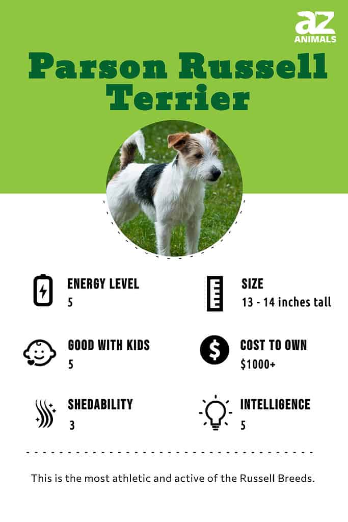 Five universal personality traits of the Jack Russell terrier