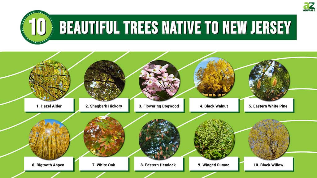 Infographic of 10 Beautiful Trees Native to New Jersey