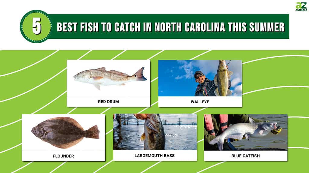 Infographic showing the five best fish to catch in North Carolina in the summer.