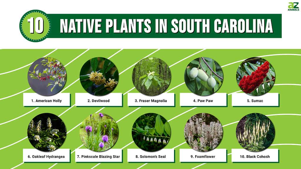 Infographic of Native Plants in South Carolina