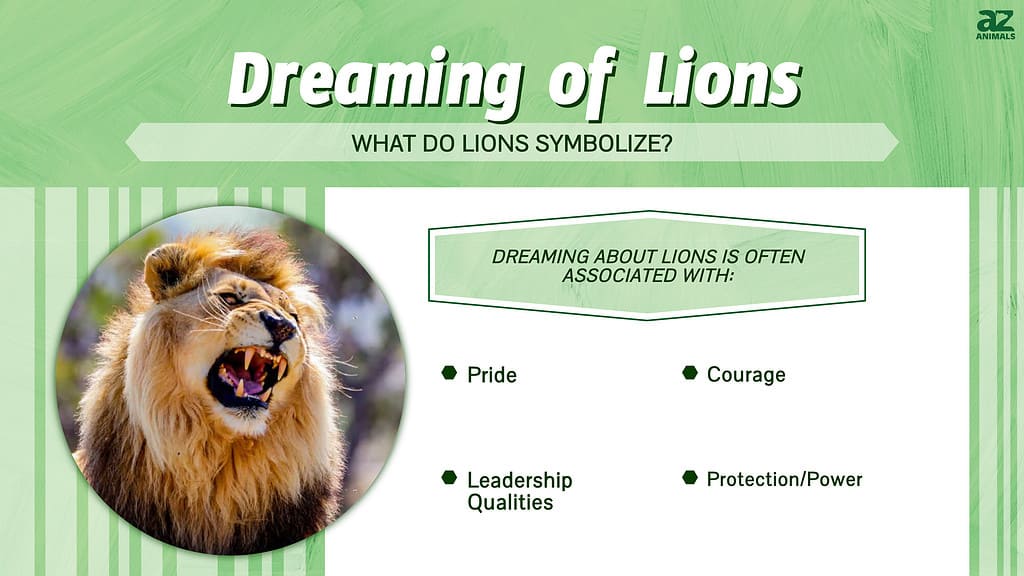 Dreaming of Lions infographic