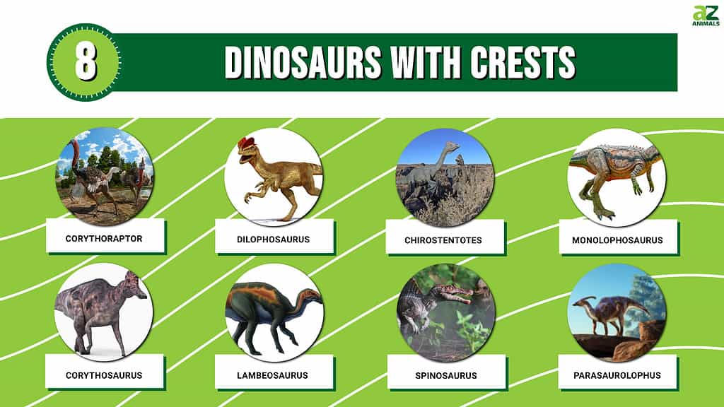 8 Dinosaurs With Crests - A-Z Animals