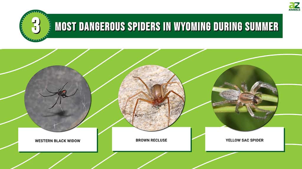 Infographic showing the three most dangerous spiders in Wyoming during the summer.