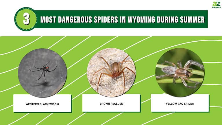 Wyoming’s 3 Most Dangerous Spiders This Summer, and How to Spot Them ...