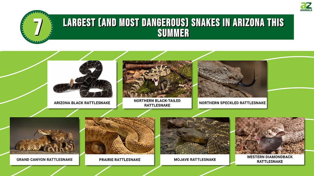 Infographic showing the seven largest and most dangerous snakes in Arizona.
