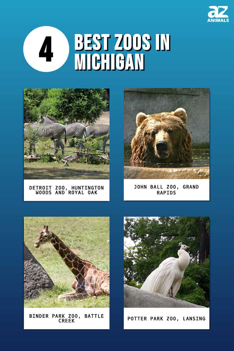 Discover The 4 Best Zoos In Michigan (And The Ideal Time To Visit Each) AZ Animals