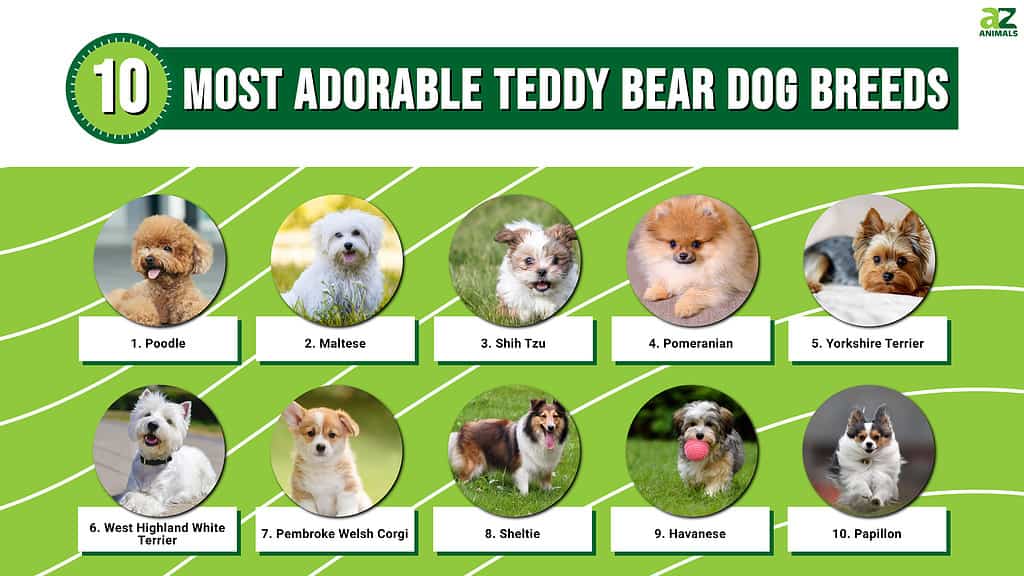 10 Teddy Bear Dog Breeds: Adorable And Cute Dogs That Look Like Cuddly Toys  