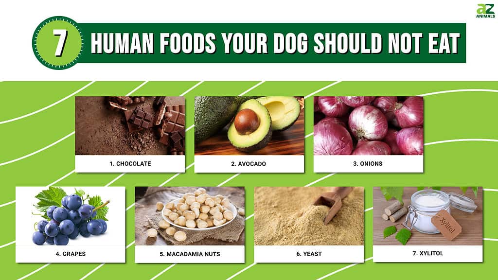 Sarah on X: There are a lot of foods dogs can't eat other than chocolate  that most people don't even know are harmful. If you love your dog save  this list.  /