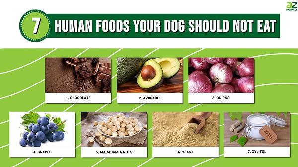 7 Human Foods Your Dog Should Not Eat - A-Z Animals