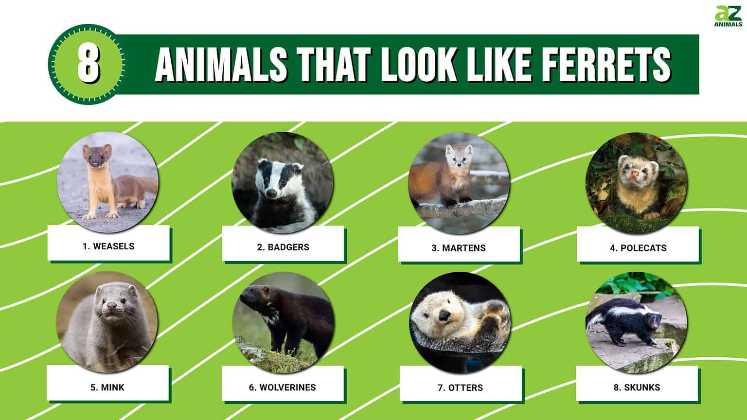 8 Animals That Look Like Ferrets But Actually Are Not - A-Z Animals