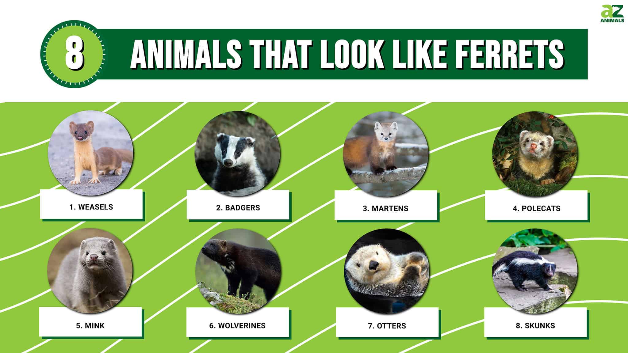 8 Animals That Look Like Ferrets But Actually Are Not A Z Animals