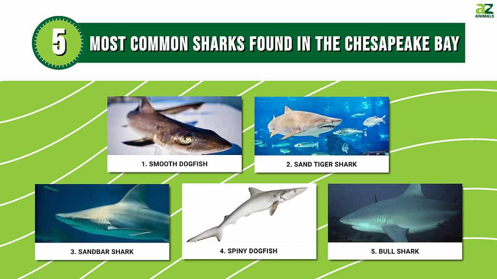 Most Common Sharks Found In The Chesapeake Bay infographic